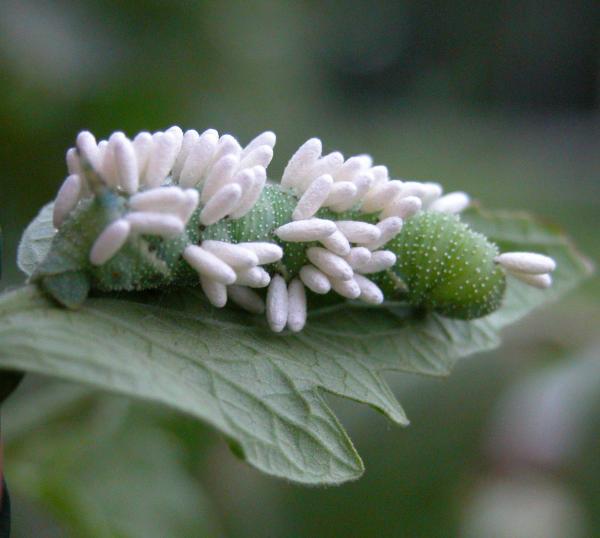 hornworm larvae with white braconid wasps pupating all over the back